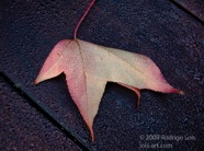 AO photo023
