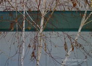 CP photo264