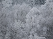 LSW photo052