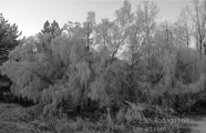 LSW photo054