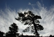 LSW photo081
