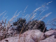 LSW photo082