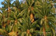 LSW photo117