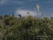 LSW photo134