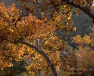 LSW photo232