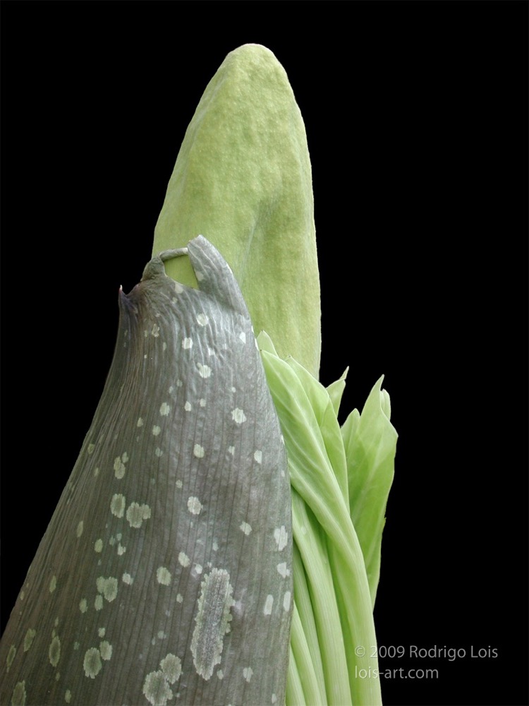 Loading Image