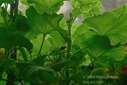 TF photo002