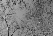 TF photo005