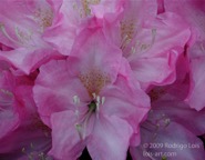 TF photo037