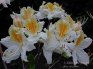 TF photo038