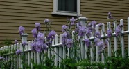 TF photo040