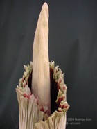 TF photo044