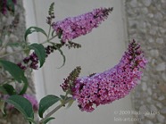 TF photo045