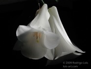 TF photo050