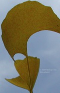 TF photo073