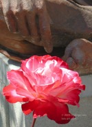 TF photo074