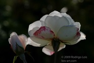 TF photo089