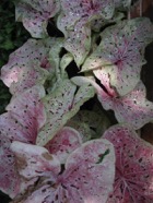 TF photo095
