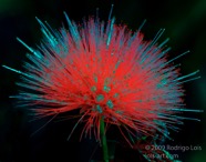 Bottlebrush Nov 2002